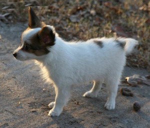 Adorable Papillon puppies available contact now for details. Image eClassifieds4u