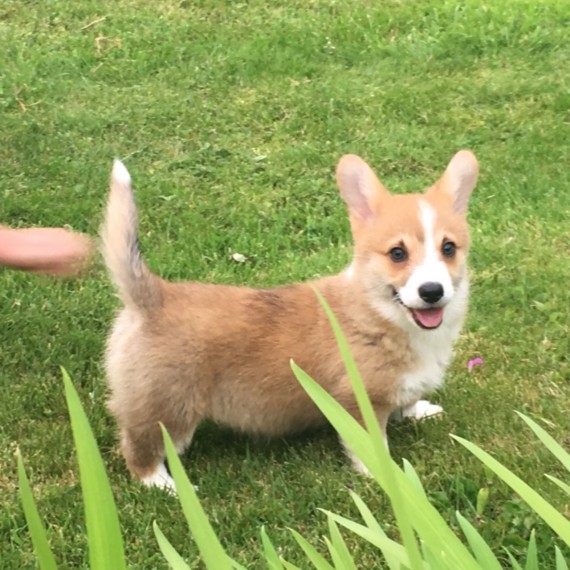 Beautifull Pembroke Welsh Corgi Puppies availablefor sale Image eClassifieds4u