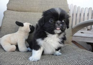 Cute Pekingese Puppies available contact for details and pics. Image eClassifieds4u