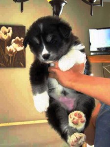 Cute Purebred Alaskan Malamutes Puppies available contact now for details. Image eClassifieds4u