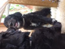 Sheepadoodle Puppies Image eClassifieds4u 4