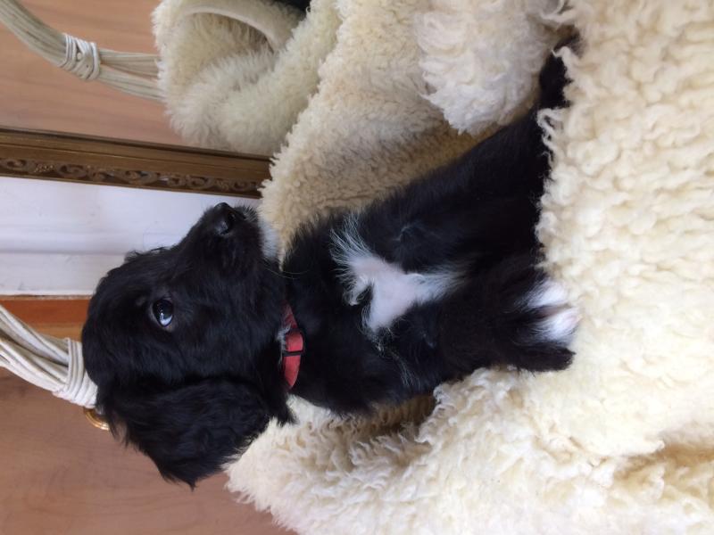 Sheepadoodle Puppies Image eClassifieds4u