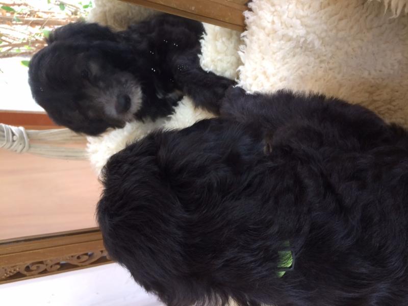 Sheepadoodle Puppies Image eClassifieds4u