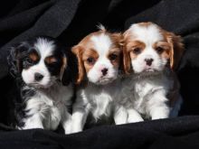 Cavalier king charles spaniel Puppies available