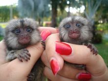 Exceptional Marmoset and Capuchin monkeys Available