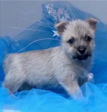 Cute Cairn Terrier puppies Available