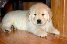 Golden Retriever Puppies available . Shots taken, KC registered and potty trained
