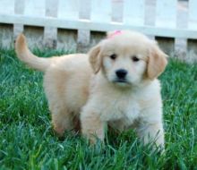 Golden Retriever Puppies available . Shots taken, KC registered and potty trained