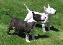 Gorgeous Bull Terrier puppies Available