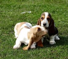 Healthy Basset Hound Pups available