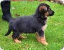 lovely Male and Female German Shepard Puppies For Adoption