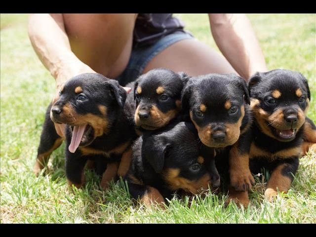 Adorable Rottweiler Pups Available Image eClassifieds4u