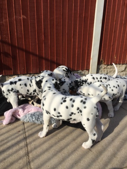 Beautiful Dalmatian Puppies available Image eClassifieds4u