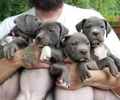 Blue nose American Pitbull terrier pups Available Image eClassifieds4u