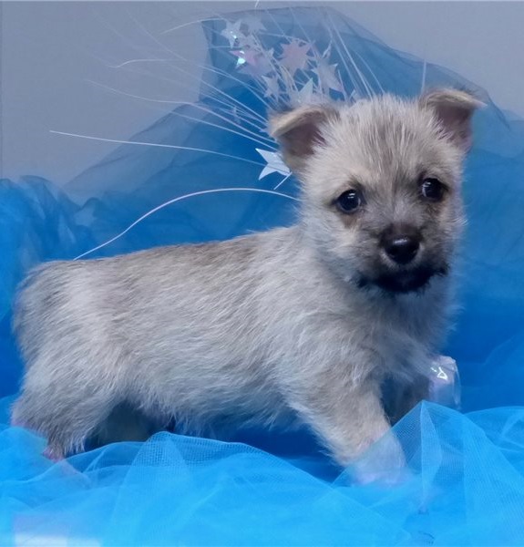 Cute Cairn Terrier puppies Available Image eClassifieds4u