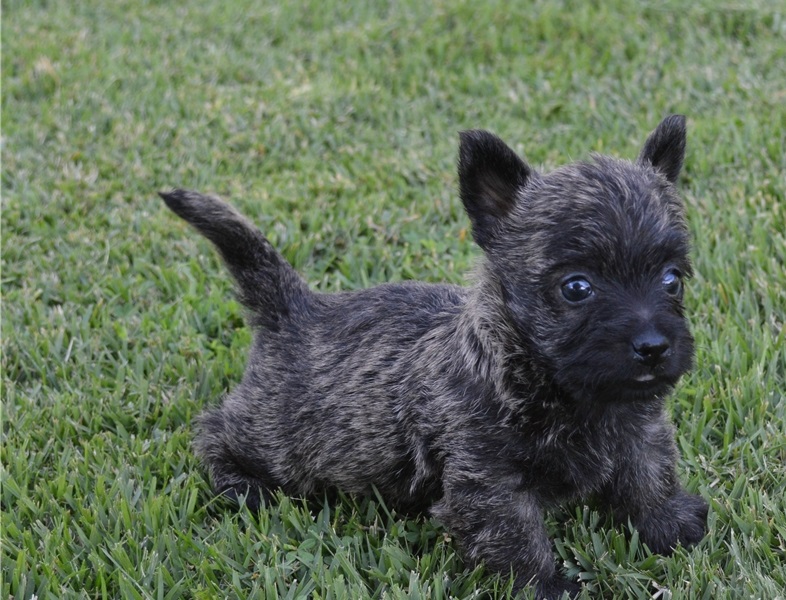 Cute Cairn Terrier puppies Available Image eClassifieds4u