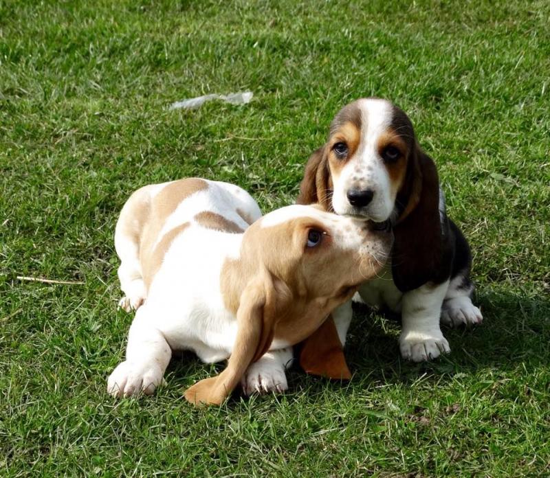 Healthy Basset Hound Pups available Image eClassifieds4u