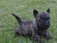 Cute Cairn Terrier puppies Available Image eClassifieds4u 2