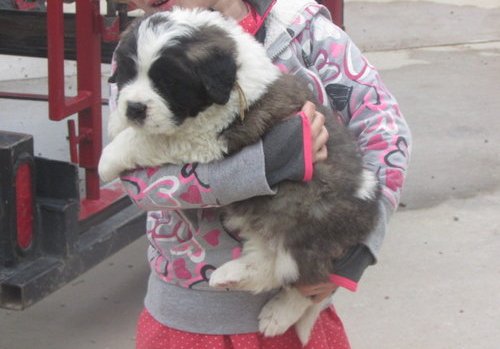 Beautiful Saint Bernard Pups available Image eClassifieds4u