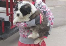 Beautiful Saint Bernard Pups available