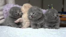 Healthy Scottish Fold Kittens