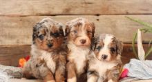 Cute Aussiedoodle Puppies Available