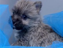 Cute Cairn Terrier puppies Available