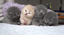 Excellent Scottish fold Kittens Available