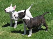 Gorgeous Bull Terrier puppies Available