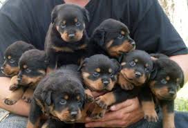 Adorable Rottweiler Pups Available. Image eClassifieds4u