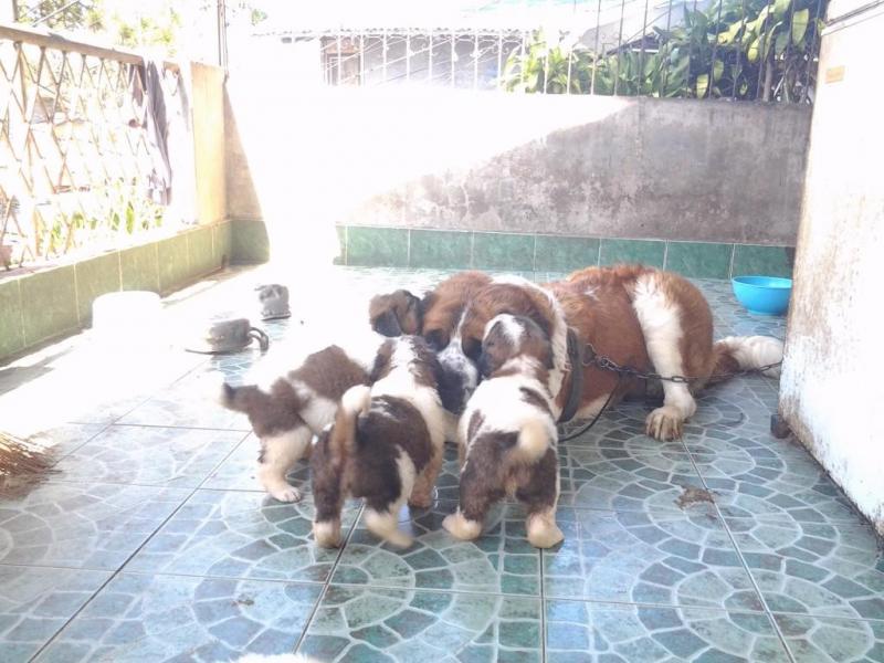 Beautiful Saint Bernard Pups available Image eClassifieds4u