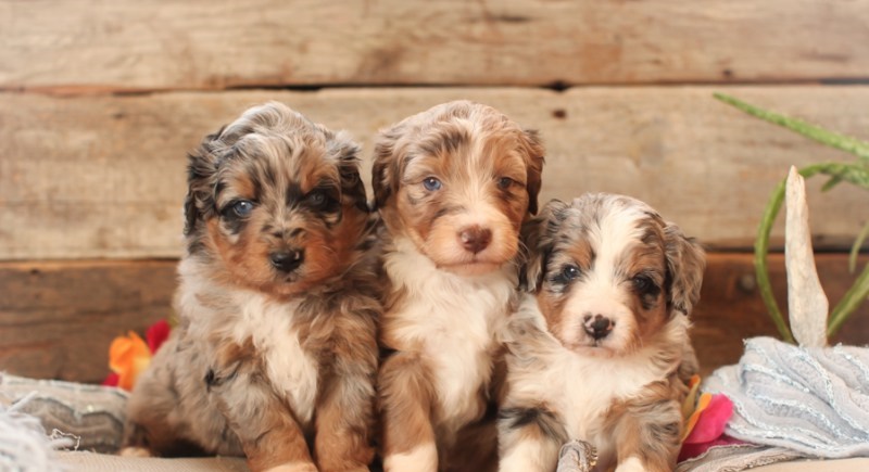 Cute Aussiedoodle Puppies Available Image eClassifieds4u