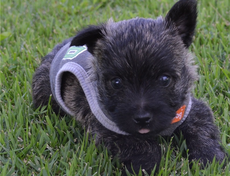 Cute Cairn Terrier puppies Available Image eClassifieds4u