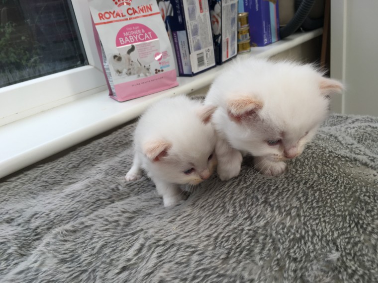 Cute Ragdoll Kittens Available Image eClassifieds4u