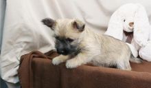 Cute Cairn Terrier puppies Available Image eClassifieds4u 3