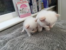 Cute Ragdoll Kittens Available Image eClassifieds4U