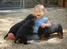 Adorable Rottweiler Pups Available.