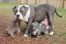 Blue nose American Pitbull terrier pups Available,