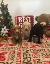 Miniature Poodle Puppies ready