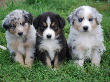Australian Shepherd Puppies for Rehoming,