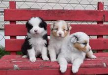 Australian Shepherd Puppies for Rehoming