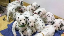 Beautiful Dalmatian Puppies available