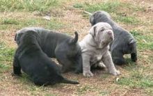 Blue Neapolitan Mastiff puppies Available