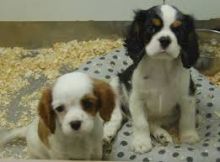 Cavalier king charles spaniel Puppies available