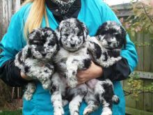 Cute Aussiedoodle Puppies Available