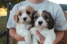 Cute Cavachon Puppies Available