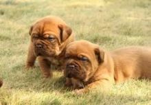 Dogue de bordeaux puppies Available