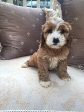 Friendly Cavapoo Puppies, home and potty trained