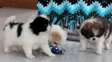 Purebred Japanese Chin Puppies Available .