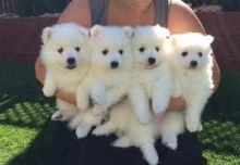 Purebred Japanese Spitz Puppies Available